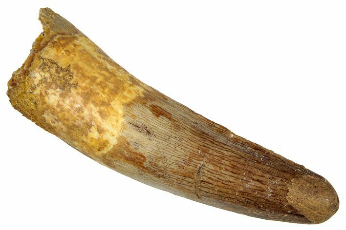 Fossil Spinosaurus Tooth - Real Dinosaur Tooth #333610